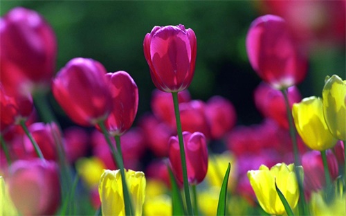 玫瑰花教程一步一步图解画画图片,玫瑰花简笔画（四）:第一幅